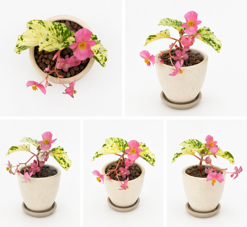 베고니아 밀키웨이