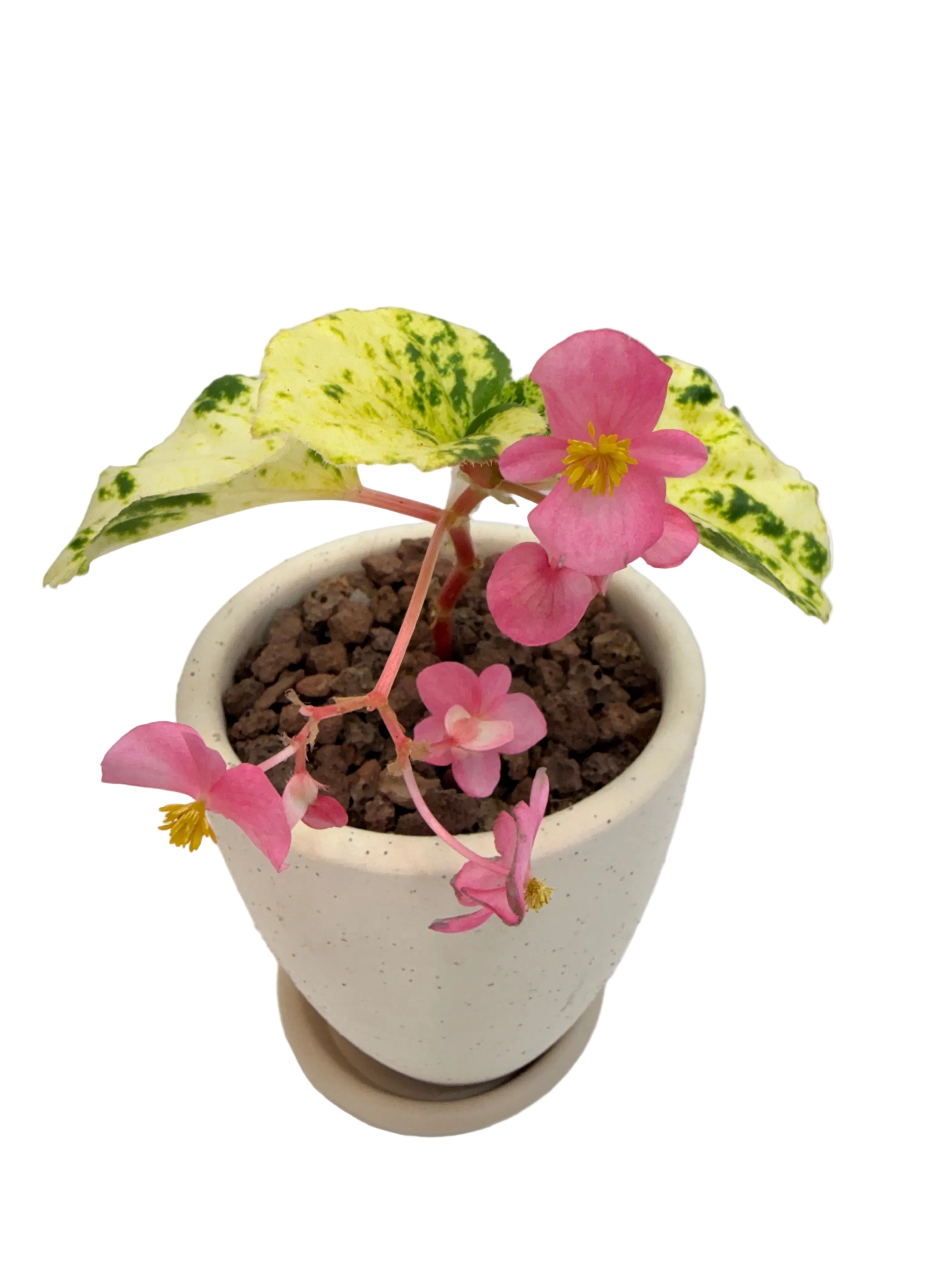 베고니아 밀키웨이