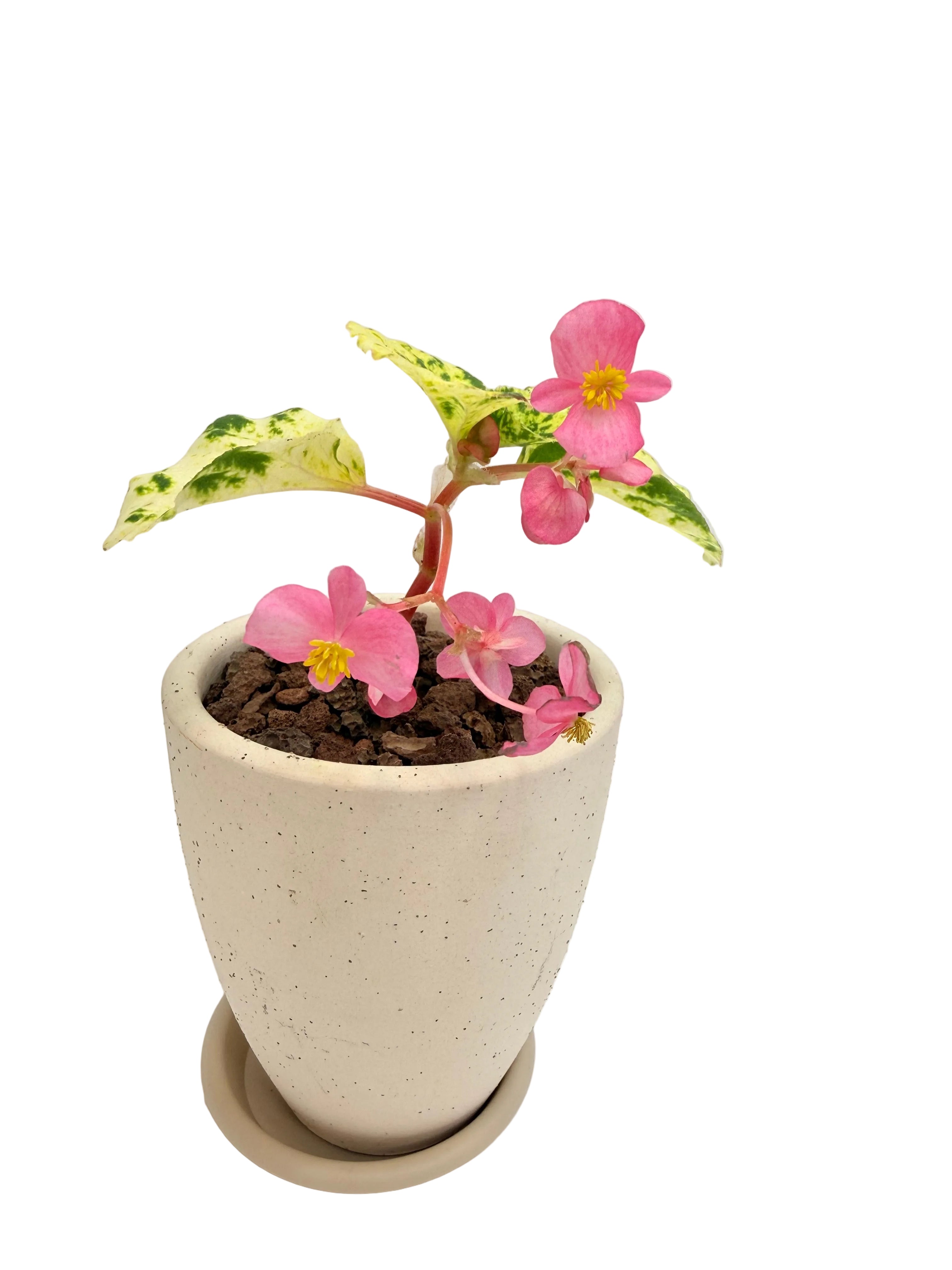 베고니아 밀키웨이