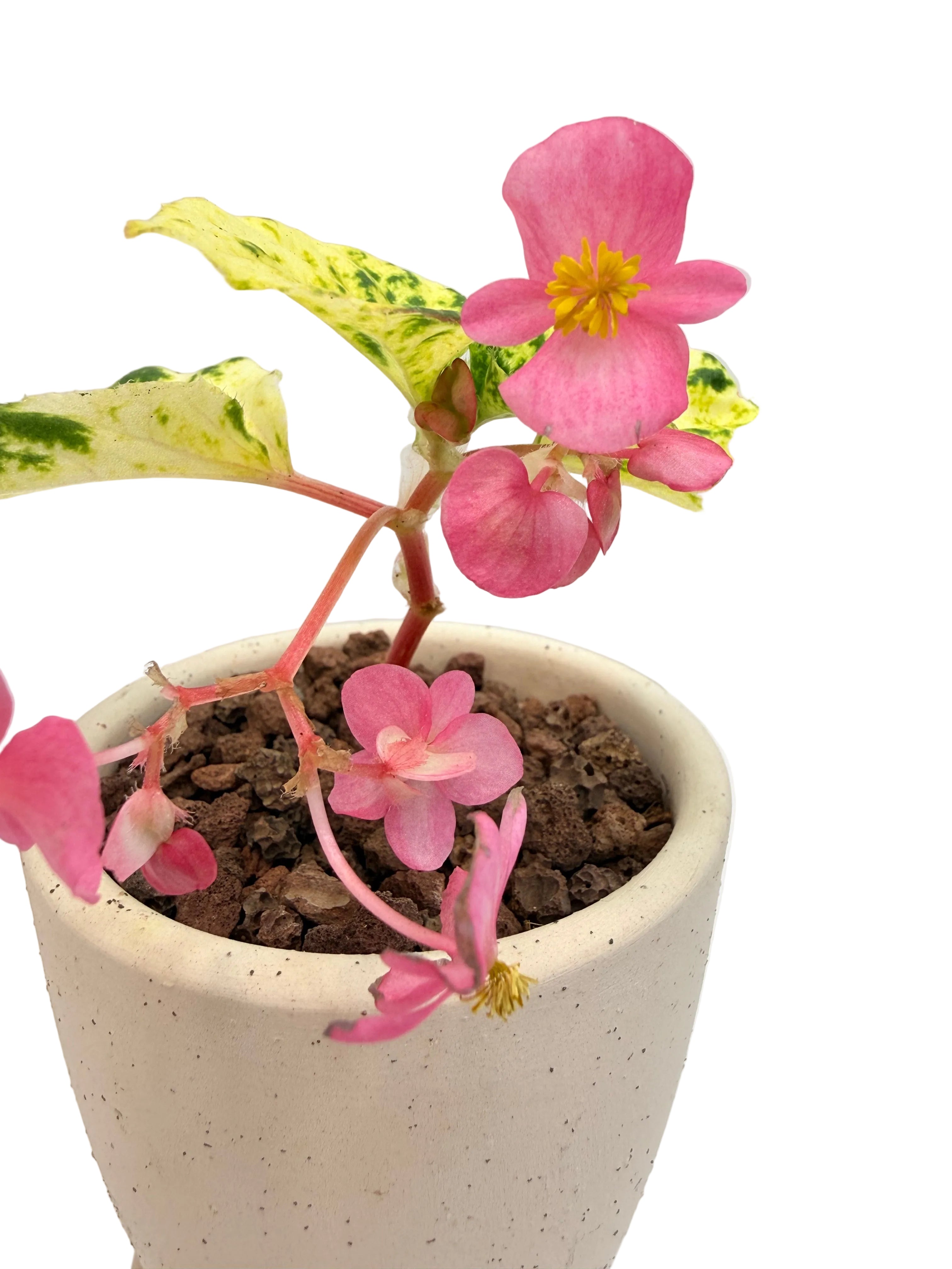 베고니아 밀키웨이