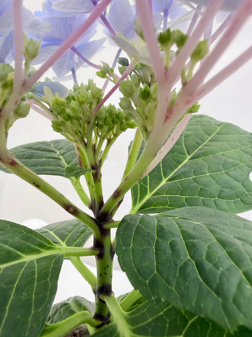 별수국