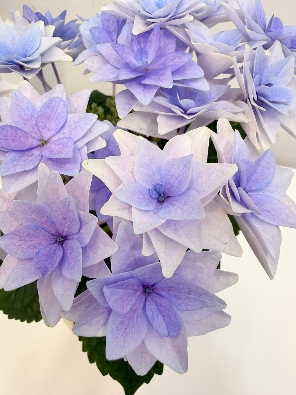 별수국