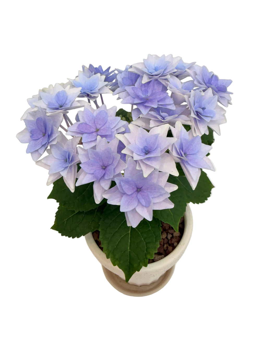 별수국